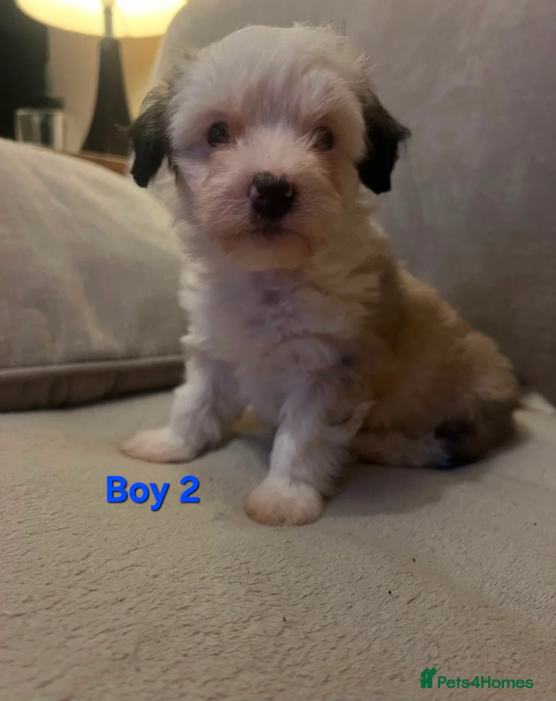 Maltipoo dogs for sale: Beautiful Rare Colour Sable Maltipoo Puppies - Advert 2