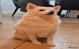 Pomsky dogs for sale: 🥰F3 POMSKY FEMALE 🥰  - Image 2