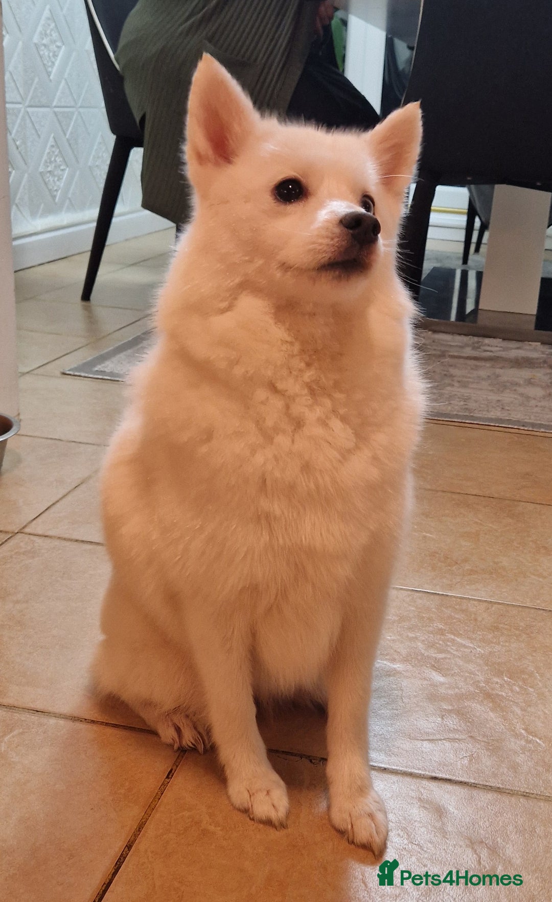 Pomsky dogs for sale: 🥰F3 POMSKY FEMALE 🥰  - Image 2