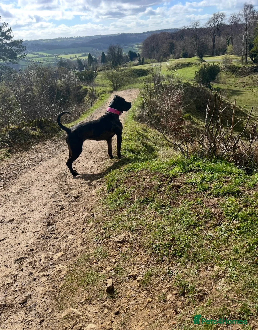 Mixed Breed dogs for sale: 2 year old cali  in Gloucester - Advert 2