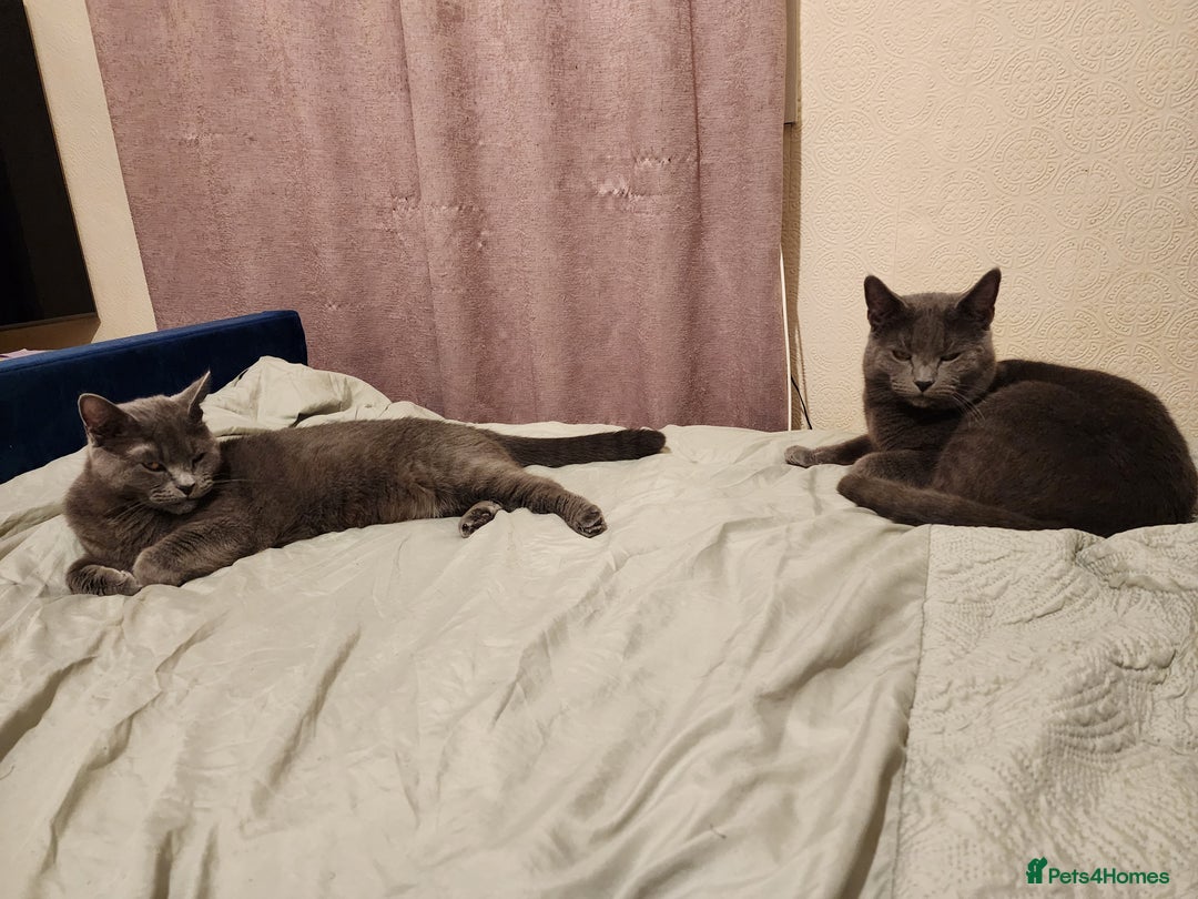 Mixed Breed cats for sale: British Shorthair mixed - Image 14