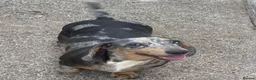 Miniature Dachshund dogs for sale: Miniature dachshund  in Swansea - Advert 2