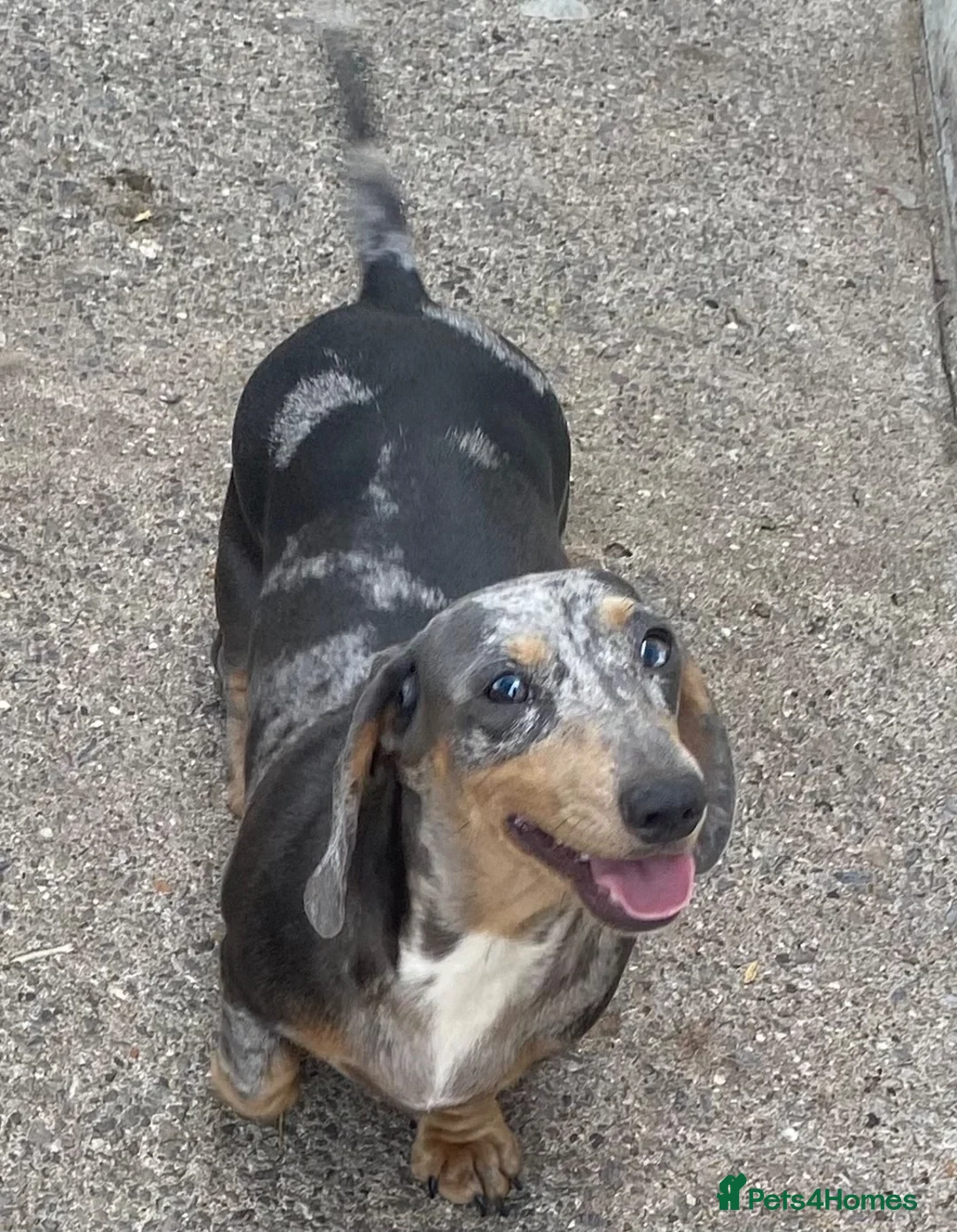 Miniature Dachshund dogs for sale: Miniature dachshund  in Swansea - Advert 2