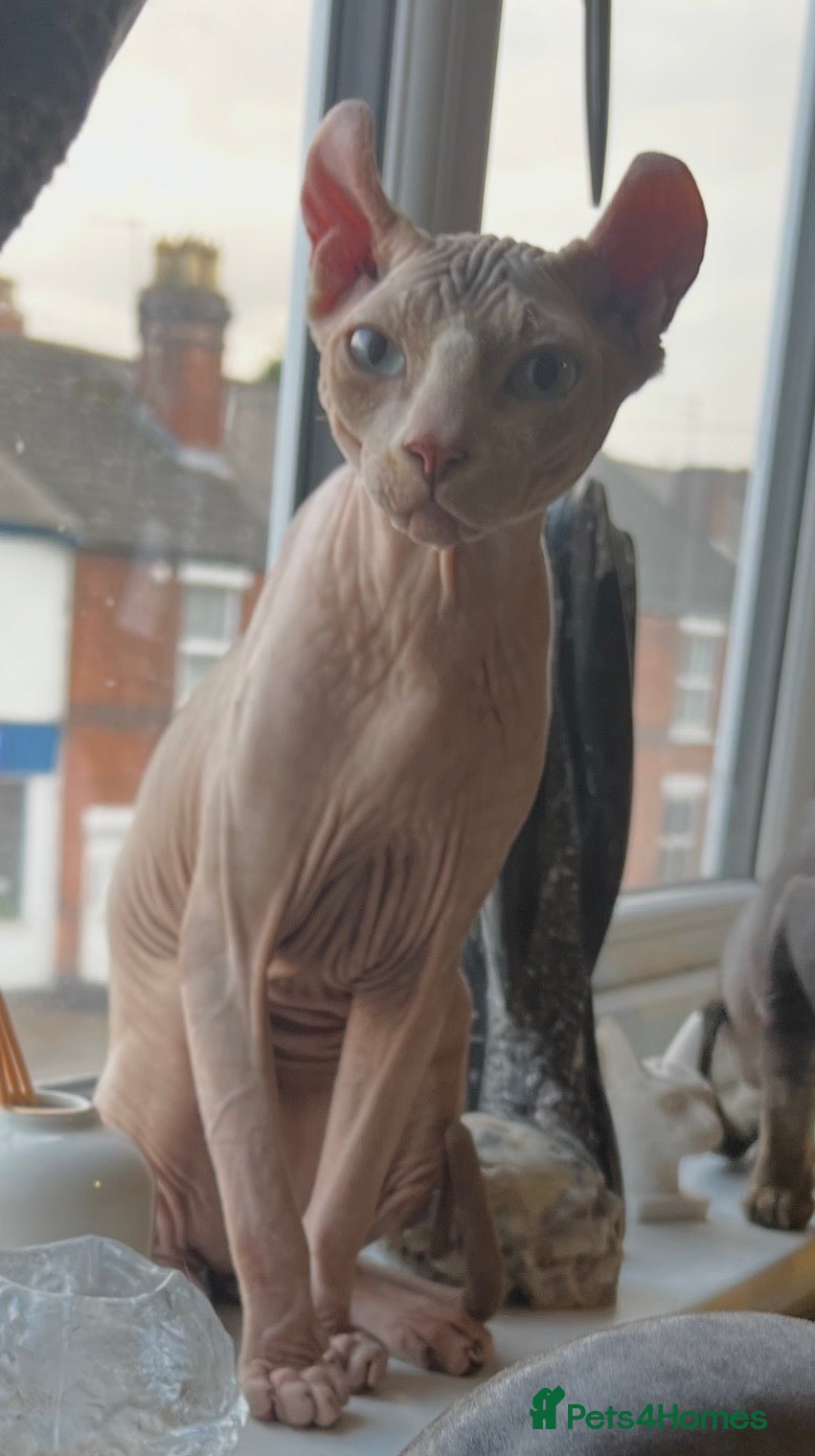 Sphynx cats Proven Red elf stud muffin sphynx  - Advert 3