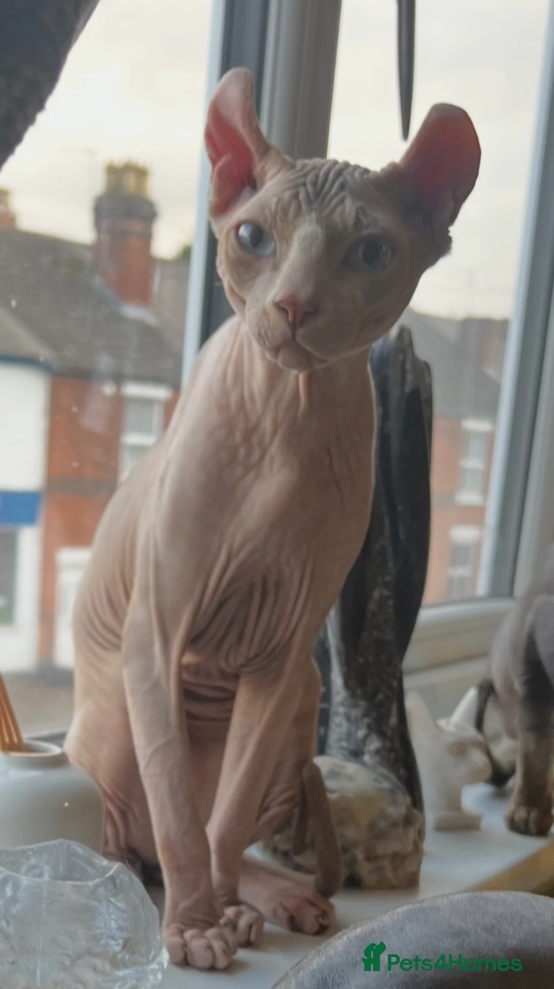 Sphynx cats for stud: Proven Red elf stud muffin sphynx  - Advert 1