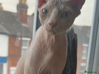 Sphynx cats Proven Red elf stud muffin sphynx - Advert 3