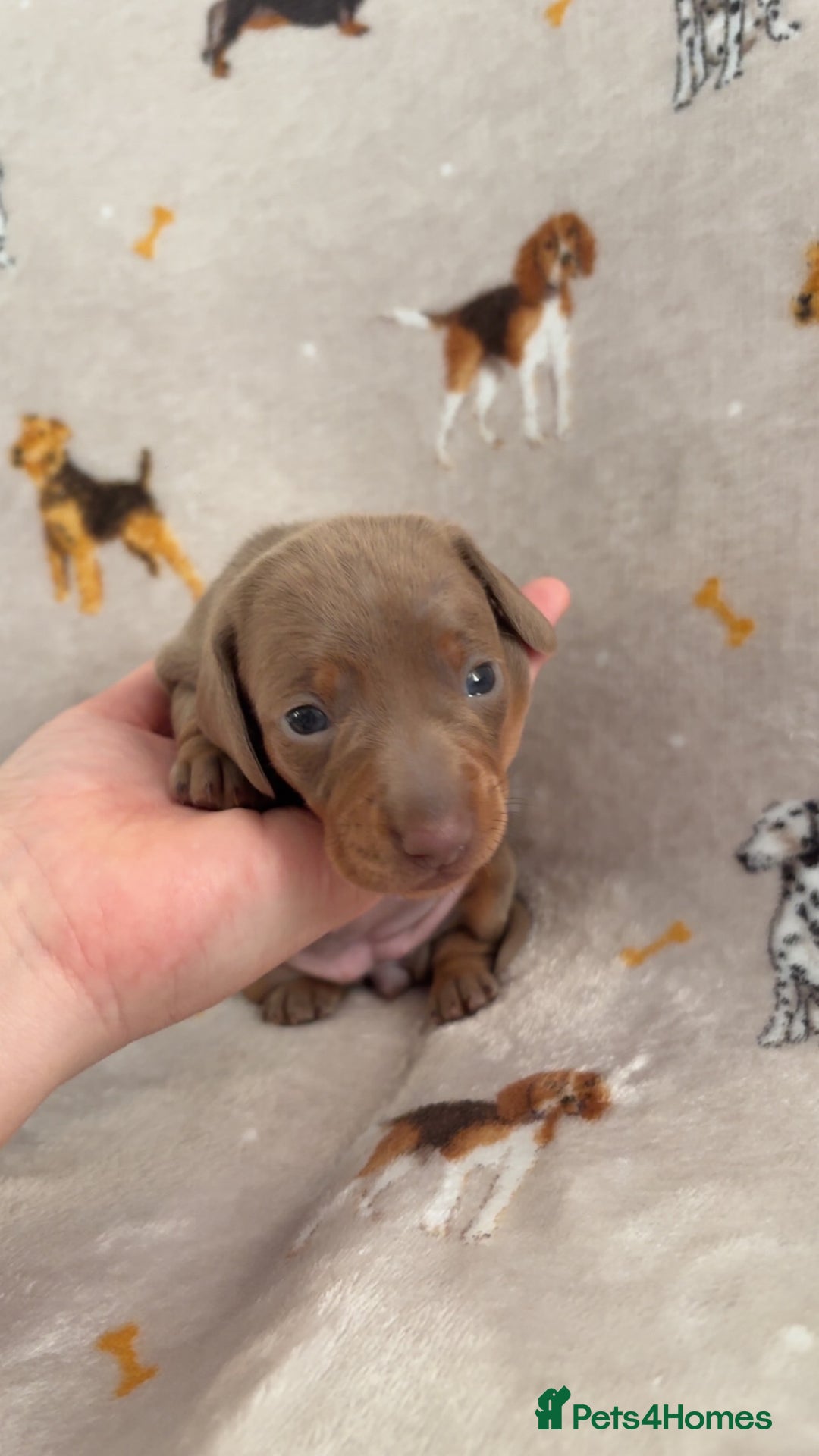 Miniature Dachshund dogs for sale: Miniature dachshund For sale  - Advert 7