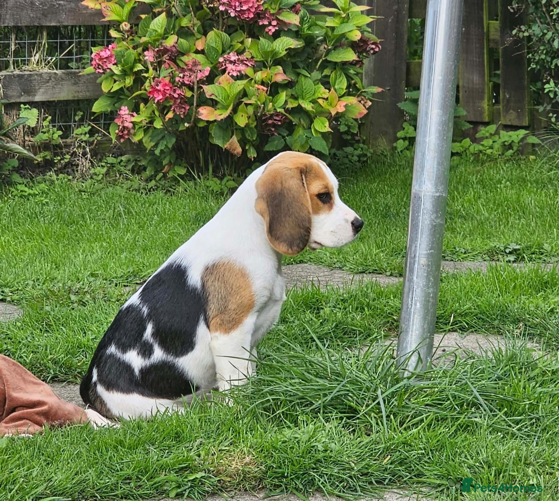 Beagle dogs for sale: 2Beautiful KC Registered Beagle Pups - Ready Now - Advert 2