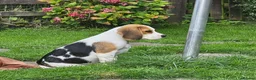 Beagle dogs for sale: 2Beautiful KC Registered Beagle Pups - Ready Now - Advert 3