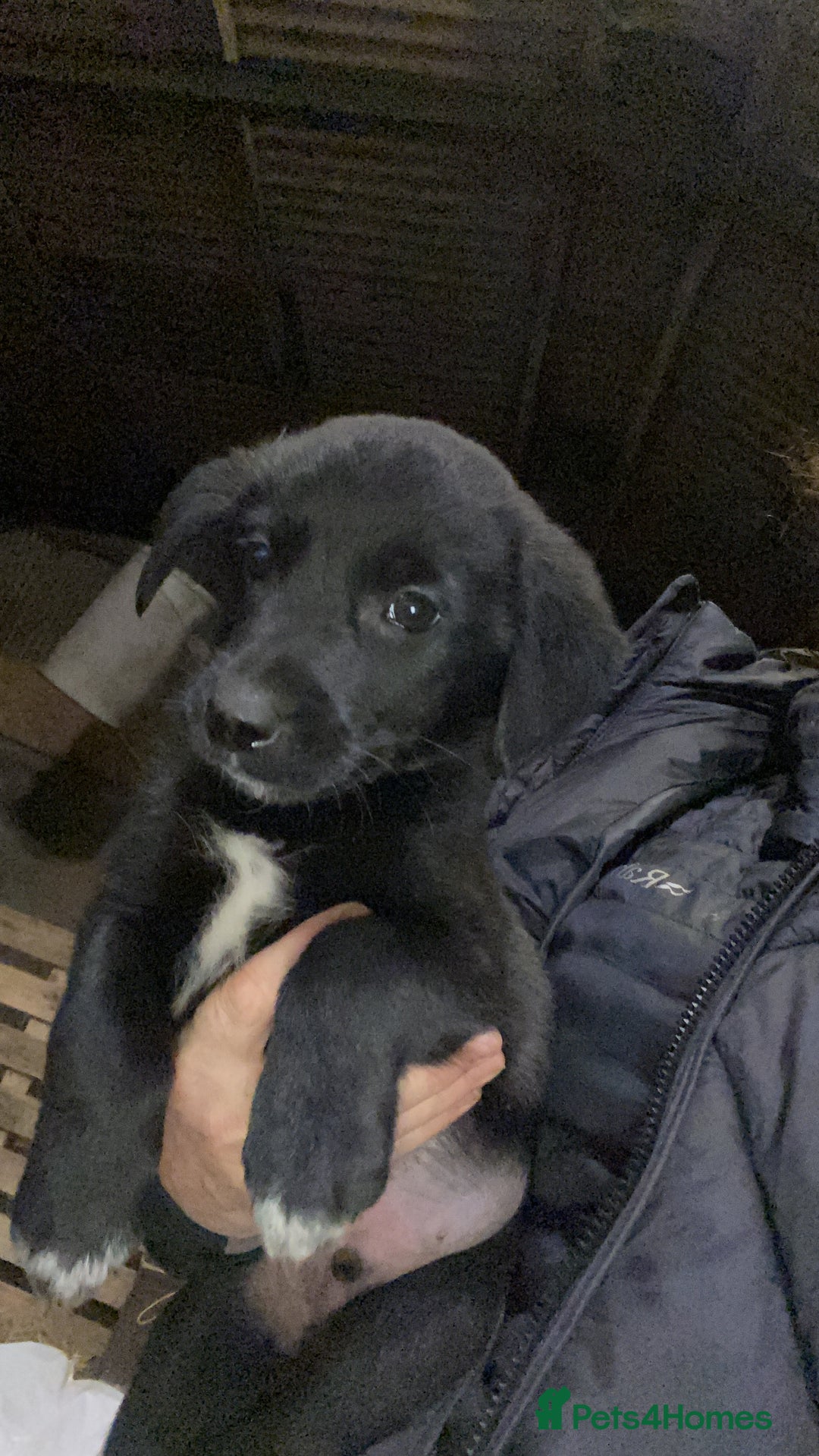 Mixed Breed dogs for sale: One little male Labrador x collie - Advert 2
