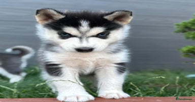 Siberian Husky dogs - Advert 8