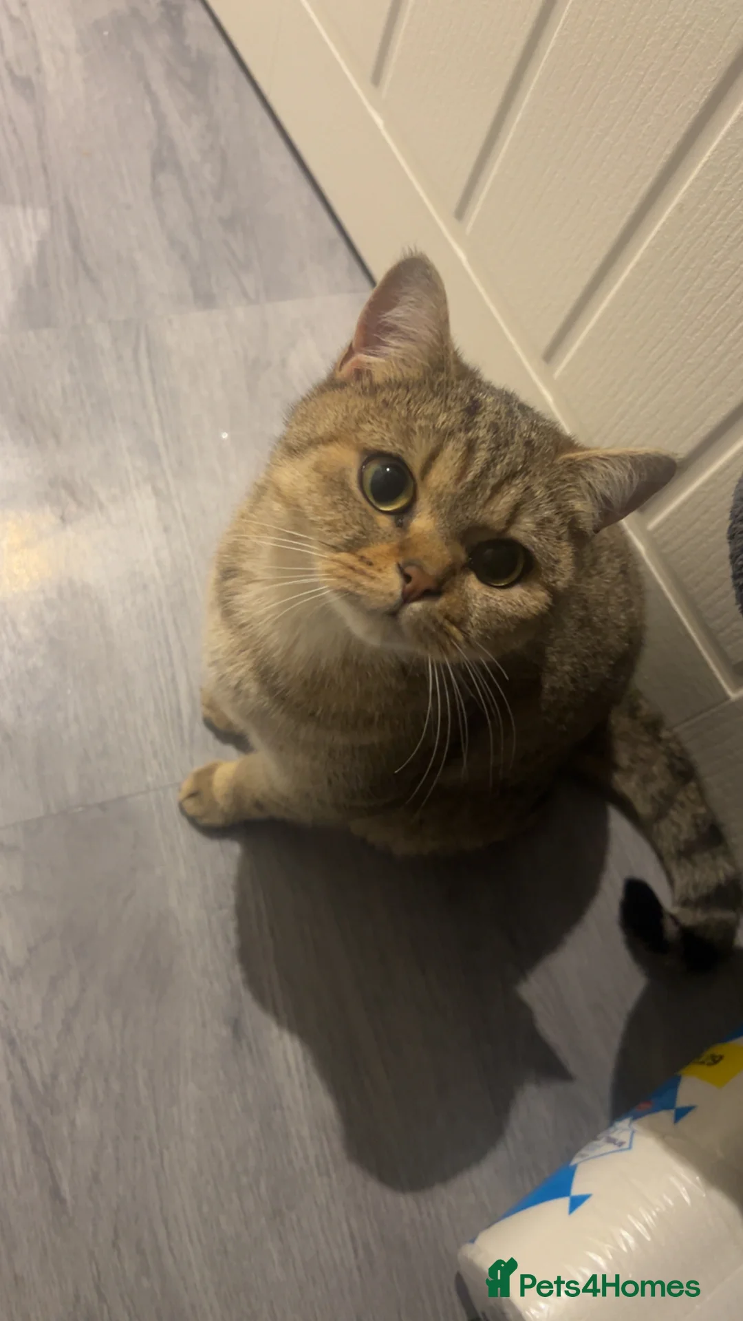 Mixed Breed cats for sale: RAGDOLL X BSH kittens  - Advert 10