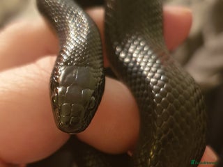 King Snake reptiles - Advert 10