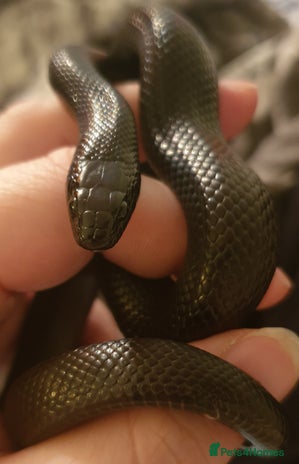 King Snake reptiles - Advert 1