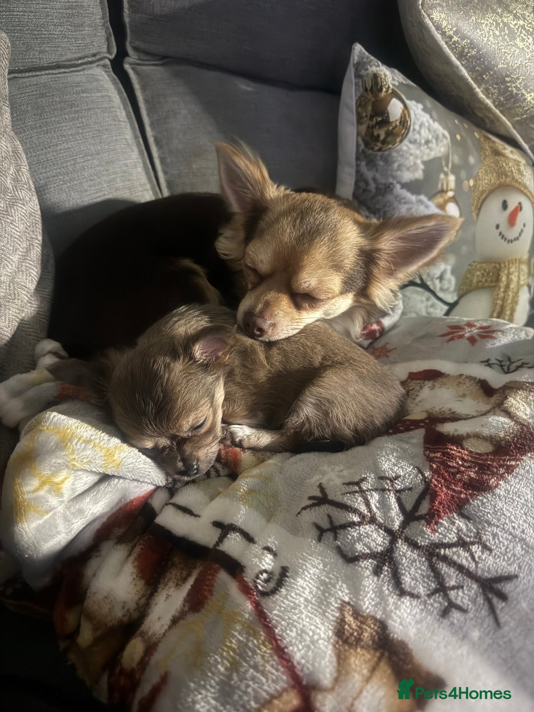 Chihuahua dogs for sale: Female Chihuahua Ready now   - Advert 9