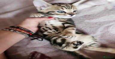 Bengal cats - Advert 2