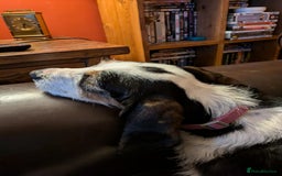 Mixed Breed dogs for adoption: Bonny - beautiful Griffon for adoption - Image 9