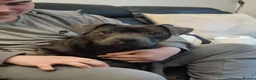 Staffordshire Bull Terrier dogs for sale: STUNNING CHAMPION BLUE STAFFORDSHIRE BULL TERRIER  - Advert 6