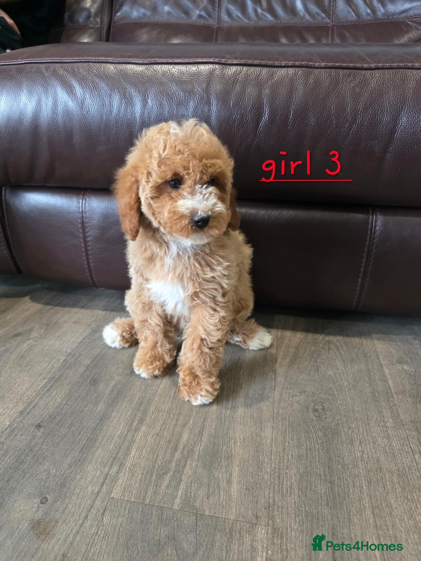 Cavapoo dogs 5 Adorable F1B Cavapoo puppies for sale 🐾🩷  - Advert 2