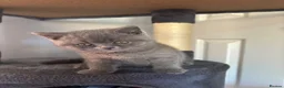 British Shorthair cats for sale: Stunning BSH kitten  in Tenbury Wells - Advert 2