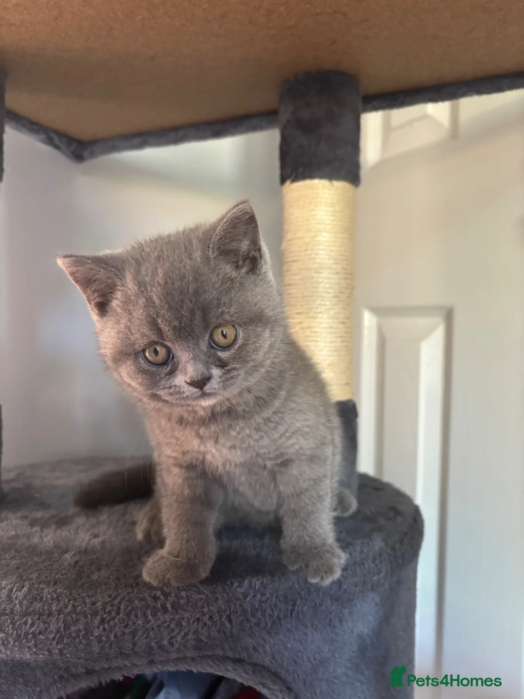 British Shorthair cats for sale: Stunning BSH kitten  in Tenbury Wells - Advert 2