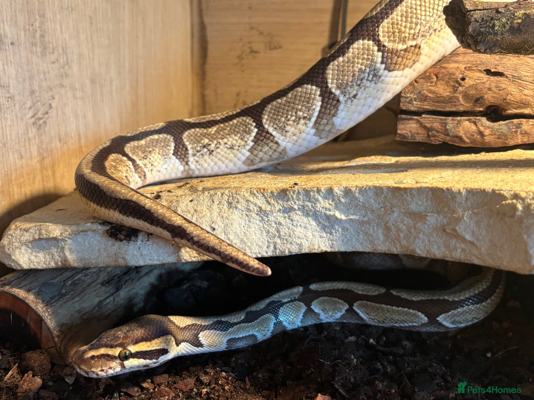 Python Snake reptiles for sale: Royal python - male -6 years old  - Image 4