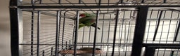 Parrots birds for sale: Alexandrine for sale - Advert 3