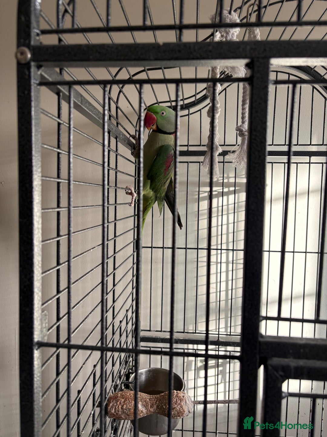 Parrots birds for sale: Alexandrine for sale - Advert 3