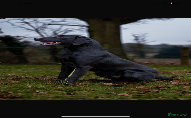 Labrador Retriever dogs - Advert 10