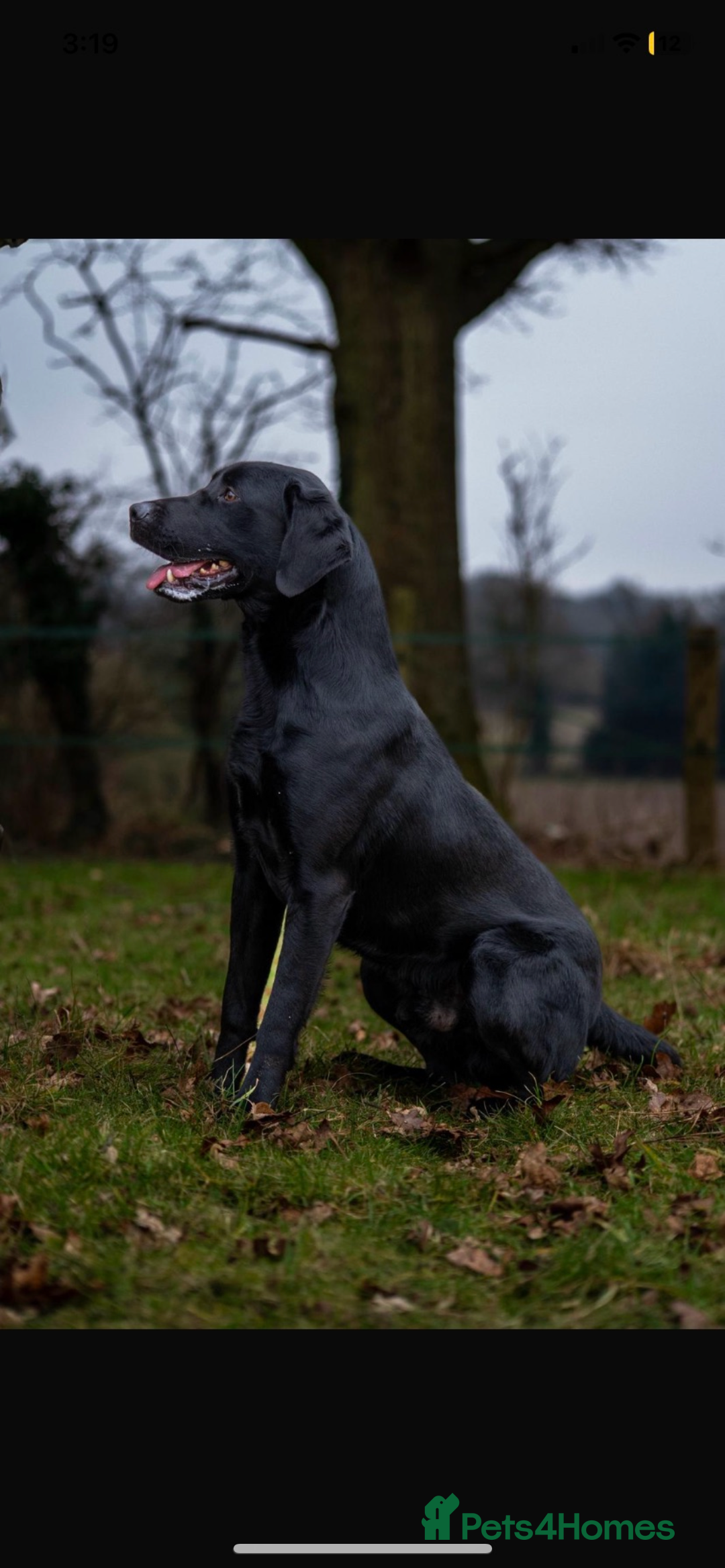 Labrador Retriever dogs for sale: Labrador puppies  - Image 1