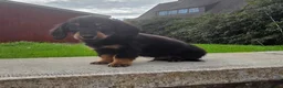 Miniature Dachshund dogs for sale: True longhaired minature dachshunds  - Advert 23
