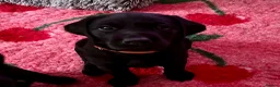 Labrador Retriever dogs for sale: 🧡LAST ORANGE COLLAR BOY LEFT🧡 - Advert 3
