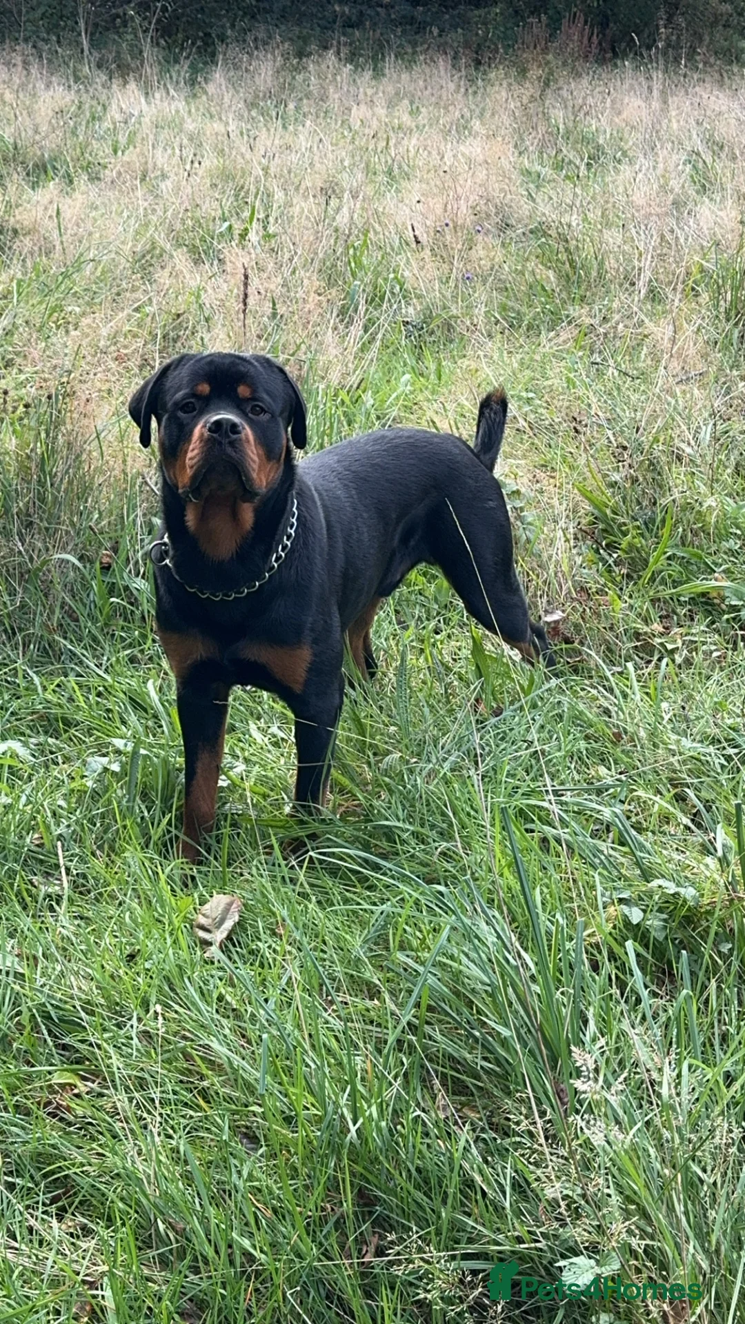 Rottweiler dogs for stud: Rottweiler STUD in Swansea - Advert 2