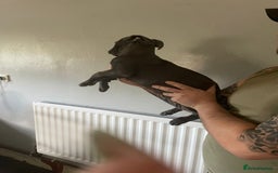 Mixed Breed dogs for sale: Presa Canario x Cane Corso  - Image 5