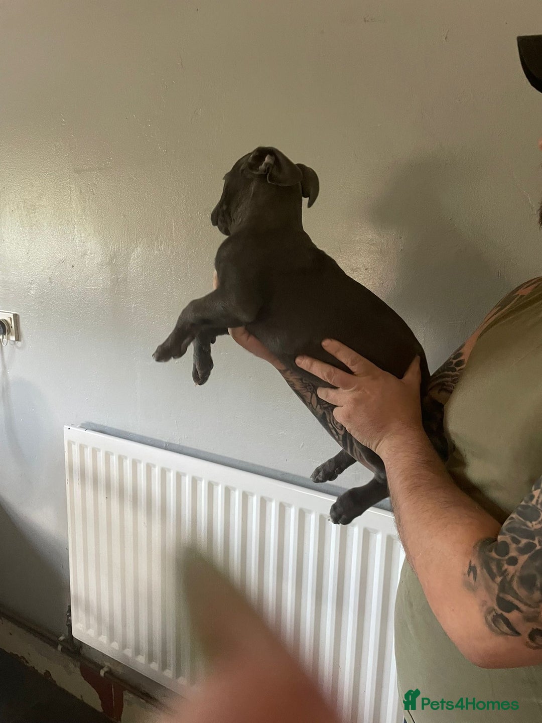 Mixed Breed dogs for sale: Presa Canario x Cane Corso  - Image 5