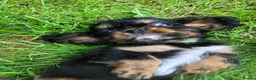 Cavalier King Charles Spaniel dogs for sale: Cavalier King Charles puppies  - Advert 29