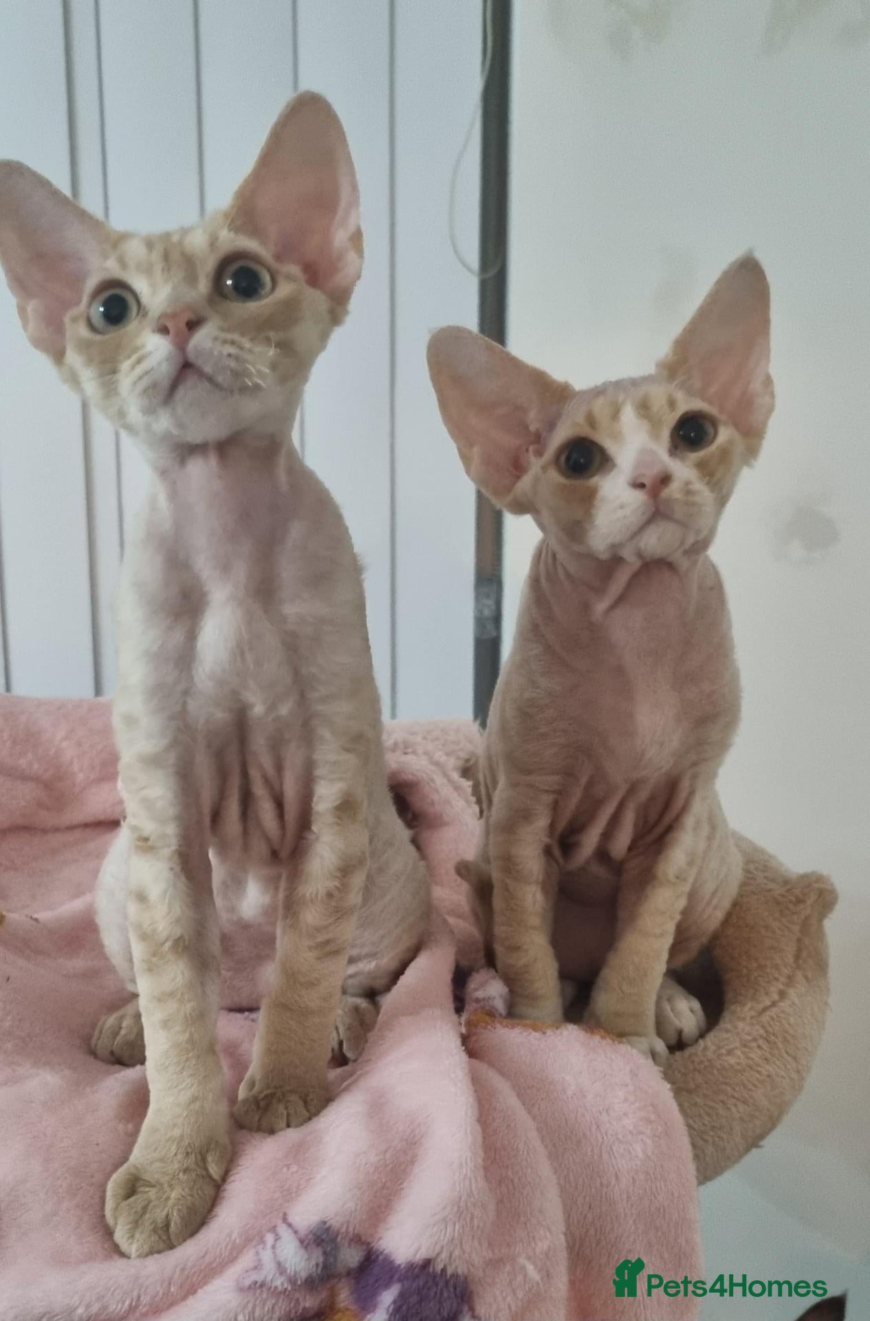 Devon Rex cats ❤️ Gorgeous Devon Rex Kittens ❤️ - Advert 2