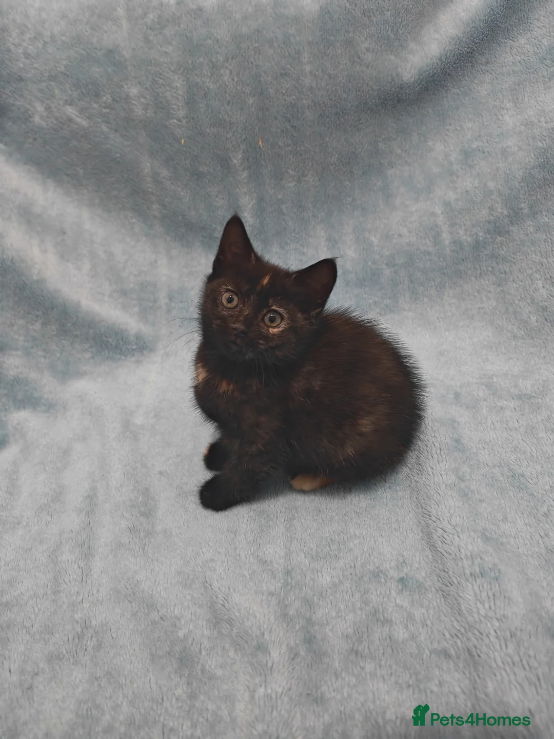 Mixed Breed cats for sale: Beautiful kittens VIDEOS - Advert 13