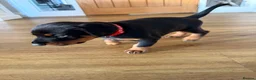 Dobermann dogs for sale: KC Registered big and strong Doberman puppies!! - Advert 17
