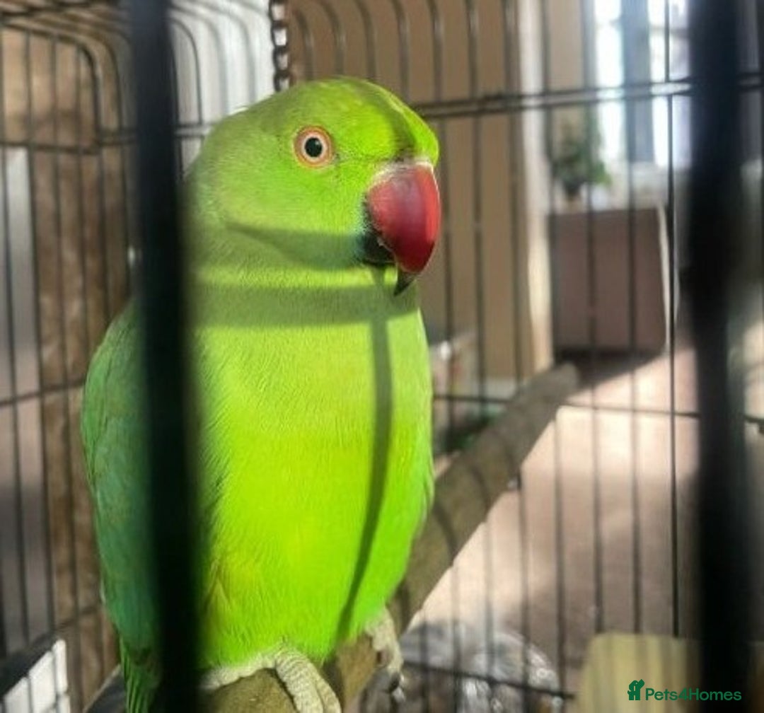 Doves birds for sale: Mr. Parnes, a lovely bird - Image 2