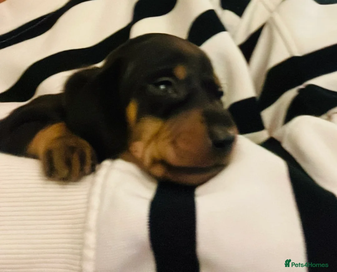Miniature Dachshund dogs for sale: 7 mini dachshunds Exeter Devon  - Advert 14