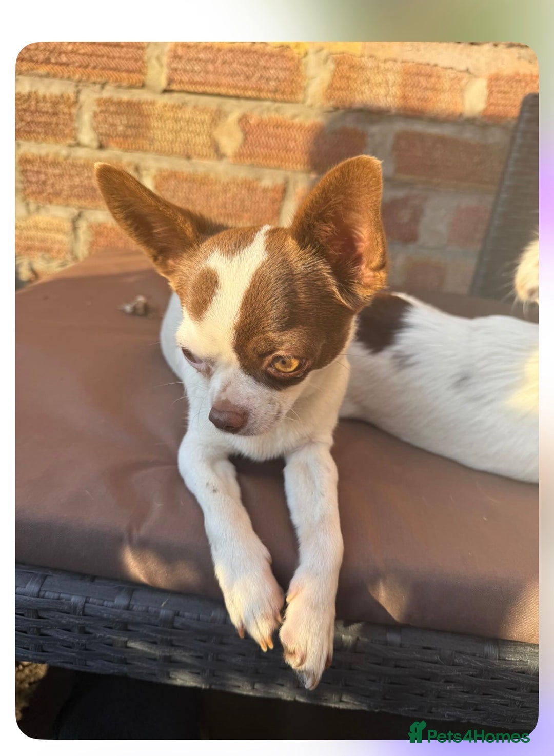 Chihuahua dogs for sale: Extremely tiny chihuahua female 0.4kg  - Advert 2