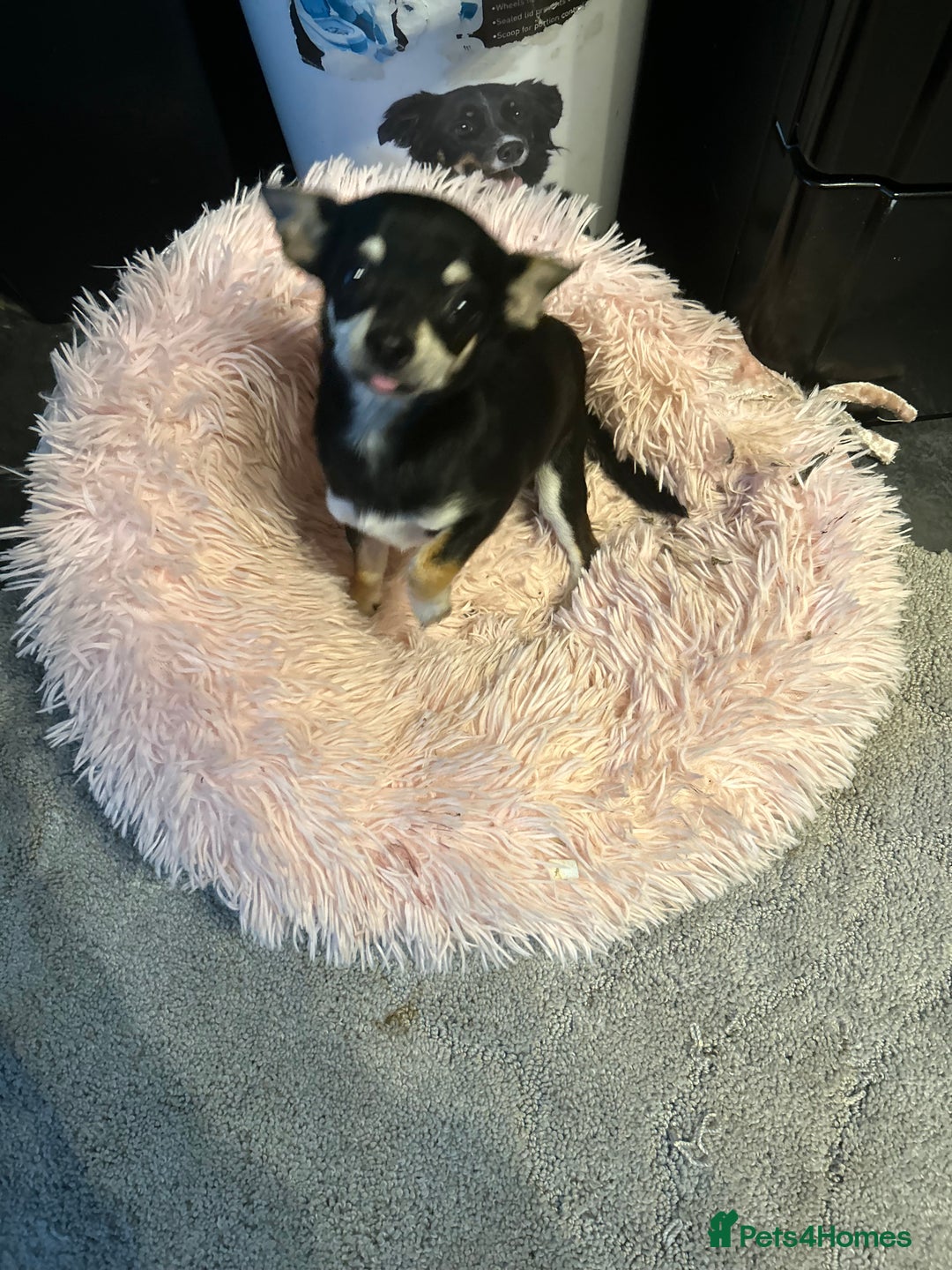 Chihuahua dogs for sale: Male chihuahua  - Image 9