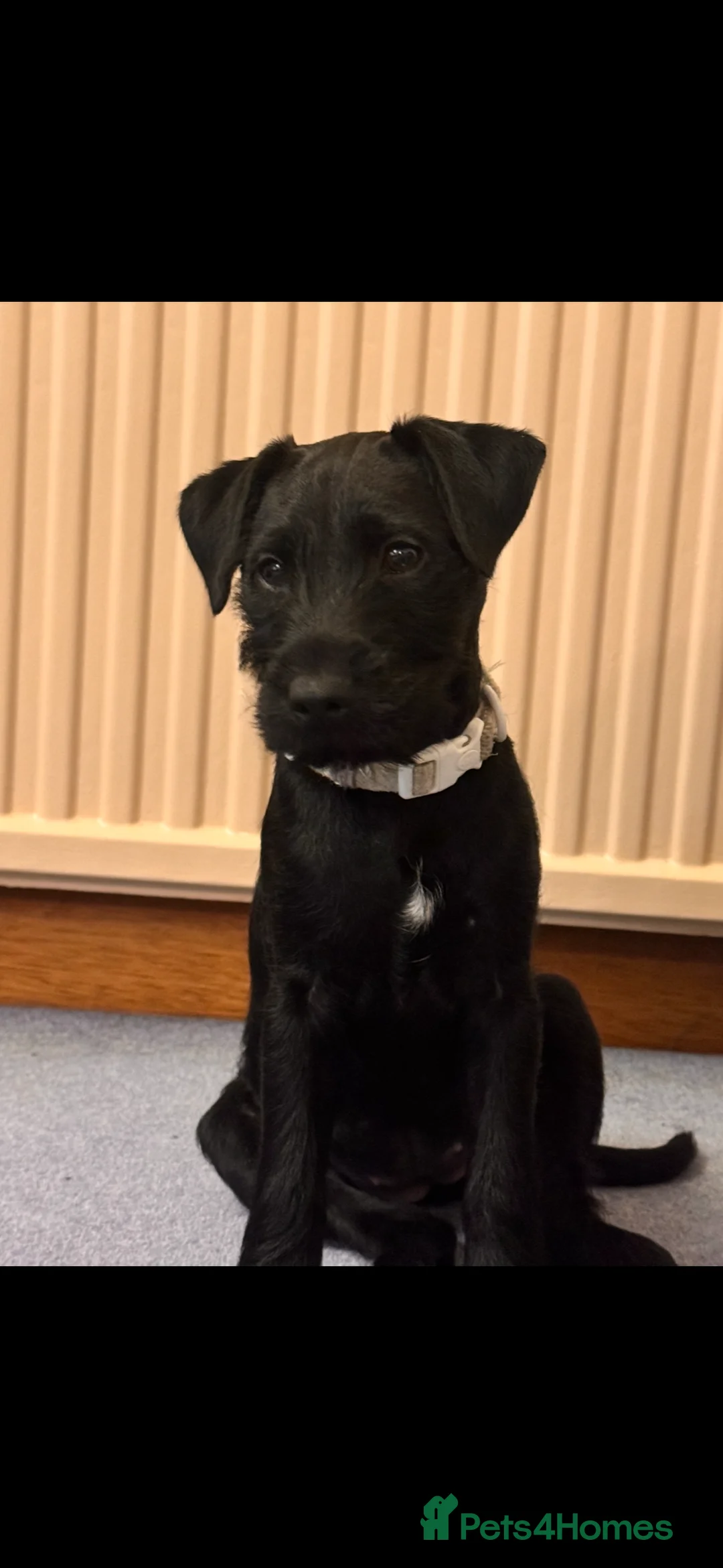 Patterdale Terrier dogs for sale: Patterdale bitch 3 months old  - Advert 9