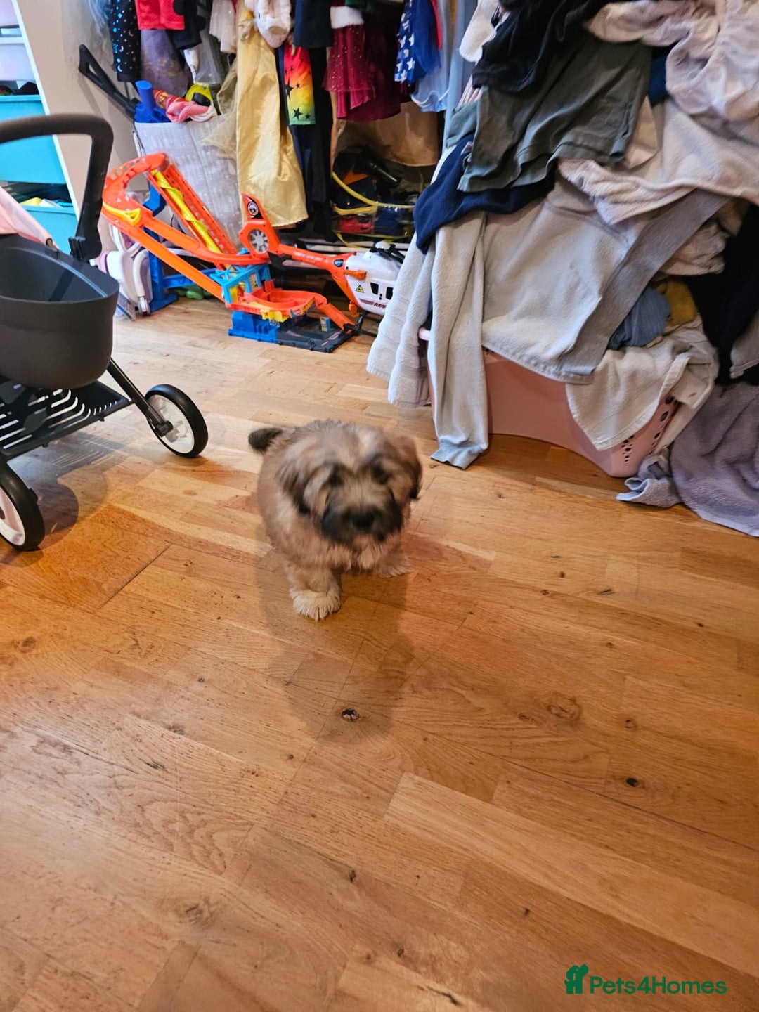 Mixed Breed dogs for sale: Cavapoo cross puppy  - Advert 11