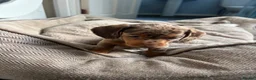 Dachshund dogs for sale: Miniature dachshund  - Advert 8