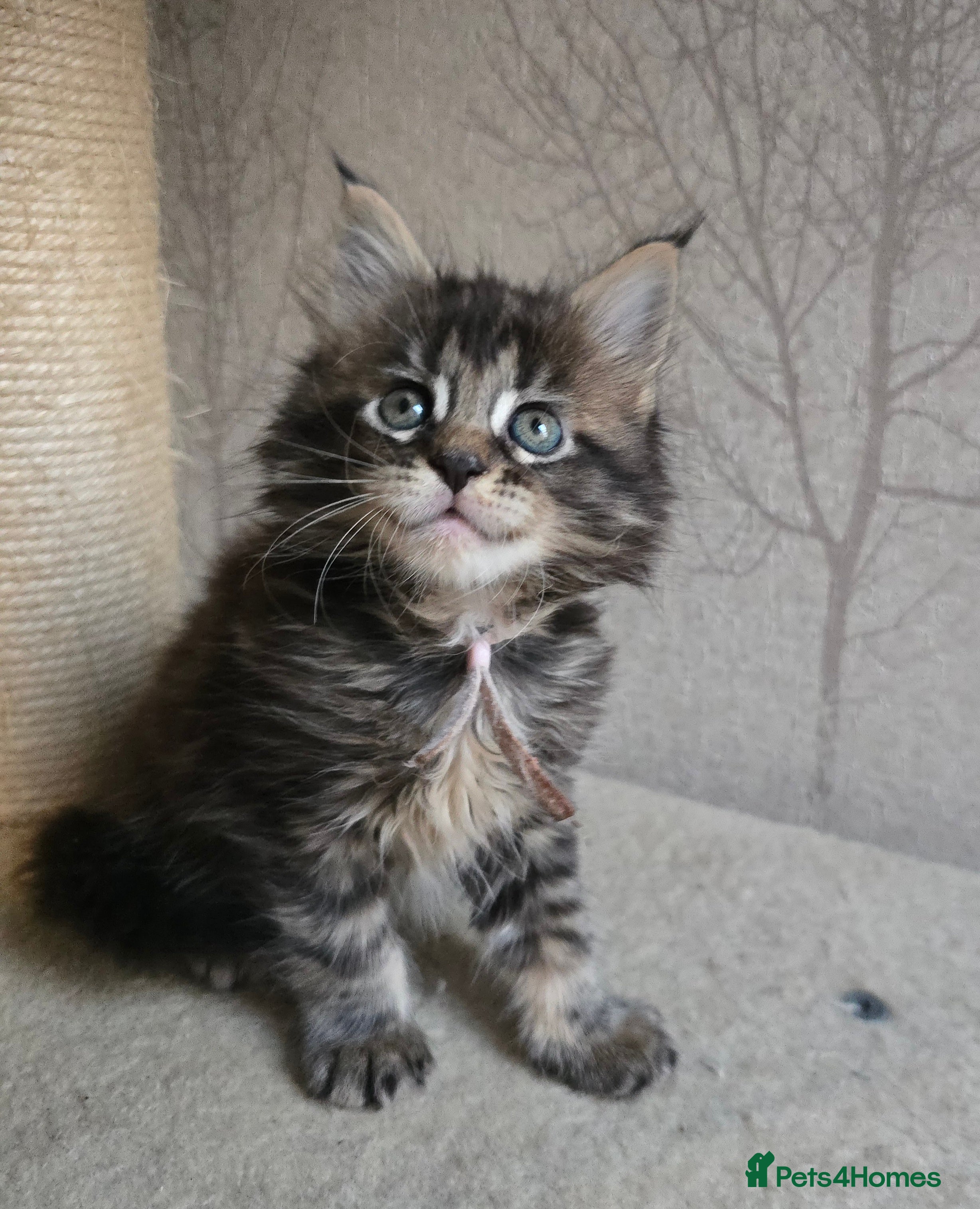 Maine Coon cats Beautiful TICA Pedigree Maine Coon Kittens - Advert 17