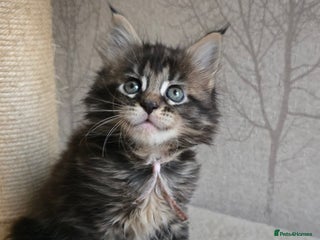 Maine Coon cats Beautiful TICA Pedigree Maine Coon Kittens - Advert 17