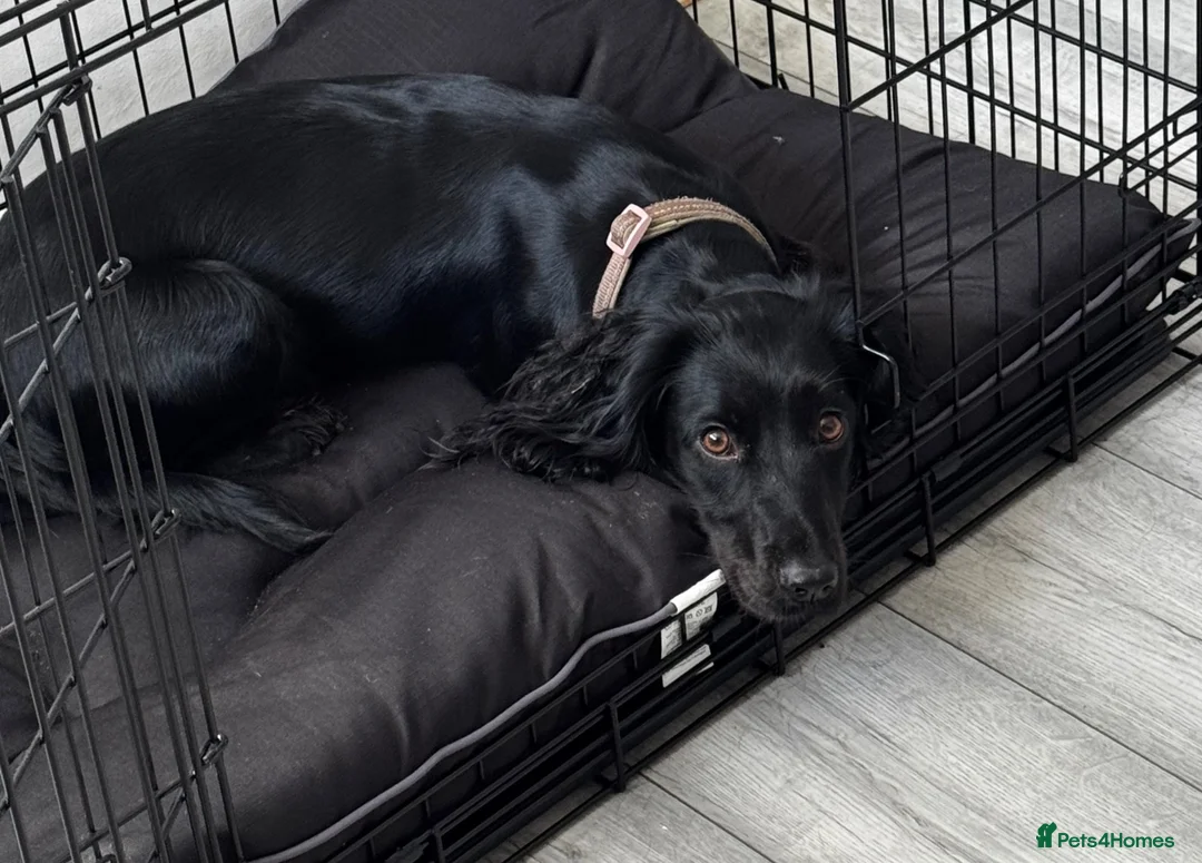 Cocker Spaniel dogs for sale: Black Cocker Spaniel - Advert 1