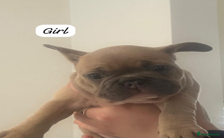 French Bulldog dogs - Advert 3